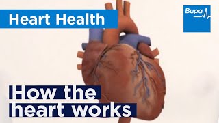 How the heart works  Bupa Health [upl. by Kcirej121]