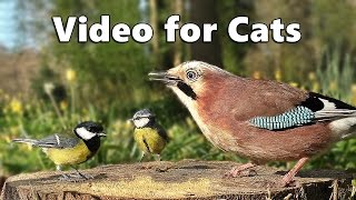 Videos for Cats to Watch  Forest Birds  Vögel  Oiseaux  Vogels  Fåglar  Aves [upl. by Greenburg853]