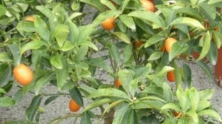 Mandarino cinese o kumquat rinvaso e concimazione [upl. by Eimaj888]