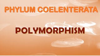 Polymorphism in Cnidarians [upl. by Enimrac640]