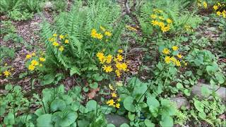 GOLDEN RAGWORT [upl. by Karol]