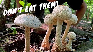 7 Common Poisonous Mushrooms You Should Know [upl. by Netta]