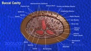 Leech digestive system [upl. by Emanuel]