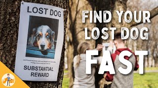 9 Steps To Quickly Find Your Lost Dog [upl. by Endor732]