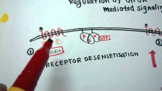 GPCR regulation  Desensitization of GPCR [upl. by Amann]