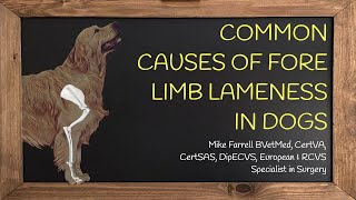 Forelimb lameness [upl. by Sartin]