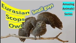 Eurasian Scops Owl facts🦉 European Scops Owl 🦉 calls similar to midwife toad 🐸 😎 [upl. by Blunk]