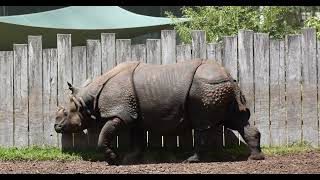 Dubbo Zoo NSW Australia [upl. by Lauri182]