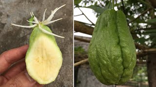 How to grow chayote from seeds its easy that few people know [upl. by Arahc934]