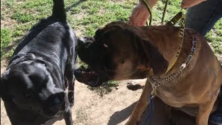 Cane CorsoPit Puts an English Mastiff in His Place [upl. by Alyworth]