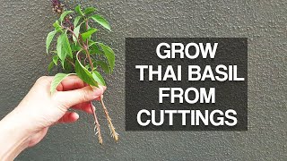 GROW THAI BASIL  Quickly from cuttings [upl. by Libbi]