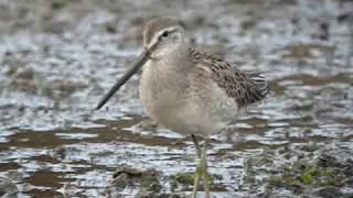 Long Billed Dowitcher [upl. by Enived]