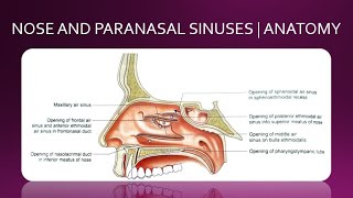 NOSE AND PARANASAL SINUSES  ANATOMY  SIMPLIFIED [upl. by Eetse]