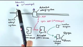 A2 Biology  Action of adrenaline OCR A Chapter 145 [upl. by Giglio]