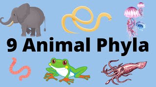 9 Main Animal Phyla [upl. by Lagasse]