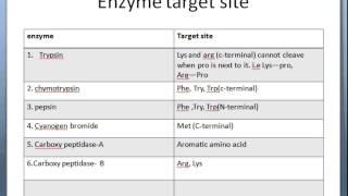 Proteolytic cleavage of peptide [upl. by Nit285]