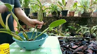 Como plantar uma orquídea cattleya Passo a passoA pedido de inscrito [upl. by Fredie]