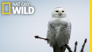 Silent Snowy Owl Attack  Alaskas Deadliest [upl. by Llednik151]