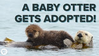 Inside an ADORABLE Sea Otter Adoption Program [upl. by Oneg]