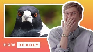 When magpies attack  REACTION [upl. by Bailey]