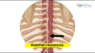 Multifidi and Rotatores  Trigger Point Anatomy [upl. by Canon]