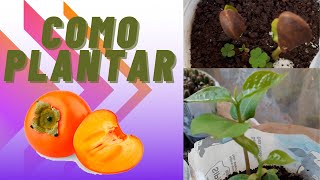 Como Plantar Caqui  Germinar caqui a partir da semente [upl. by Latty942]