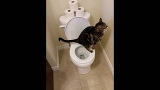 Cat using toilet and Flushes 12 [upl. by Yarezed]