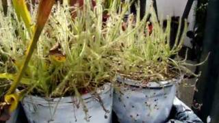 Drosera indica  The Indian Sundew Carnivorous Plant [upl. by Ahsinned]