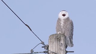 A VERY vocal Snowy Owl [upl. by Asik]