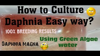 Daphnia MagnaHow to Culture Daphnia Easy wayCulturing Daphnia using Green water Daphnia [upl. by Ellimahs]