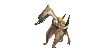 What Is a Pterosaur [upl. by Frances919]