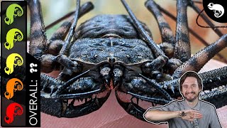 Tailless Whip Scorpion The Best Pet Invertebrate [upl. by Eniaral]