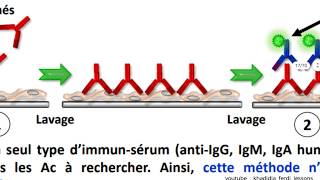 📍Immunoflurescence directe et indirecte [upl. by Elyak753]