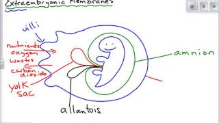 Extraembryonic Membranes [upl. by Kcirederf]