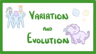 GCSE Biology  Variation and Evolution 68 [upl. by Yditsahc813]