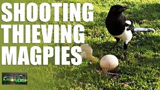 AirHeads  Shooting Thieving Magpies episode 6 [upl. by Roswald]