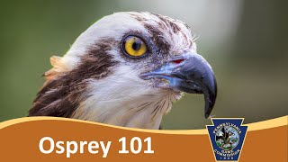 Osprey 101 [upl. by Funk]