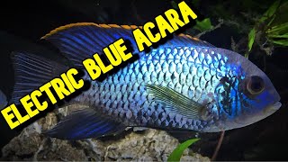 DONT get an ELECTRIC BLUE ACARA until you have seen this VIDEO [upl. by Gratia593]