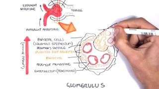 Nephrotic Syndrome  Types and pathology histology [upl. by Anyd]