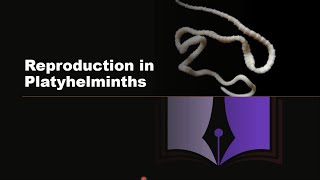 Phylum Platyhelminthes  Reproduction in Platyhelminthes [upl. by Oknuj793]