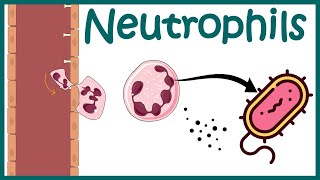 Neutrophils How They Fight Infections [upl. by Kironde]