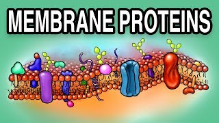 MEMBRANE PROTEINS  Types and Functions [upl. by Eshman69]