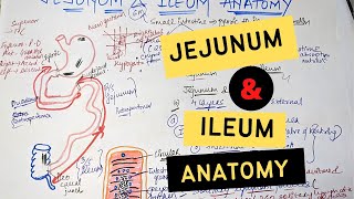 JEJUNUM AND ILEUM ANATOMY [upl. by Enoved]