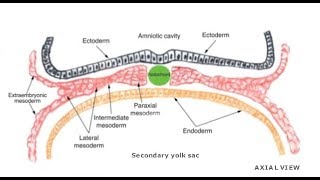 EMBRYOLOGY VII Intraembryonic Mesoderm Differentiation [upl. by Charin620]