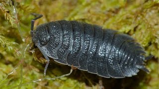 Are Wild Isopods Safe to Use in a Bioactive Terrarium [upl. by Baun]