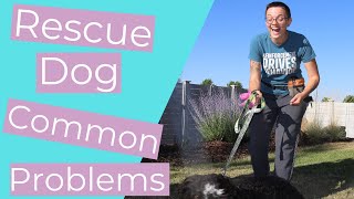 What to Know About Training a Rescue Dog and Advice for 3 Common Problems THE KIND CANINE [upl. by Aelem]