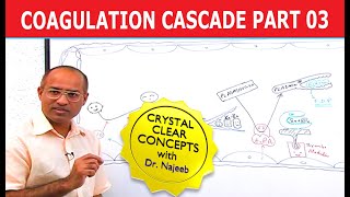 Coagulation Cascade  Part 312 [upl. by Franzen]