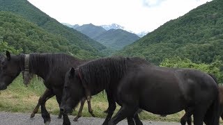 Transhumance en Bethmale Ariège juin 2018 [upl. by Rowley301]