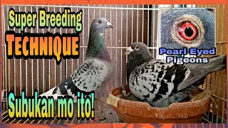 Perfect Breeding Technique for Racing Pigeons Super Tip [upl. by Rehtnug355]