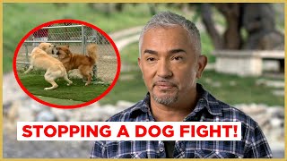 STOPPING A DOG FIGHT  Cesar 911 [upl. by Epotimet]